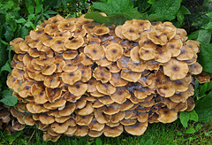 Probably Honey Fungus