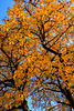 Memories of Autumn