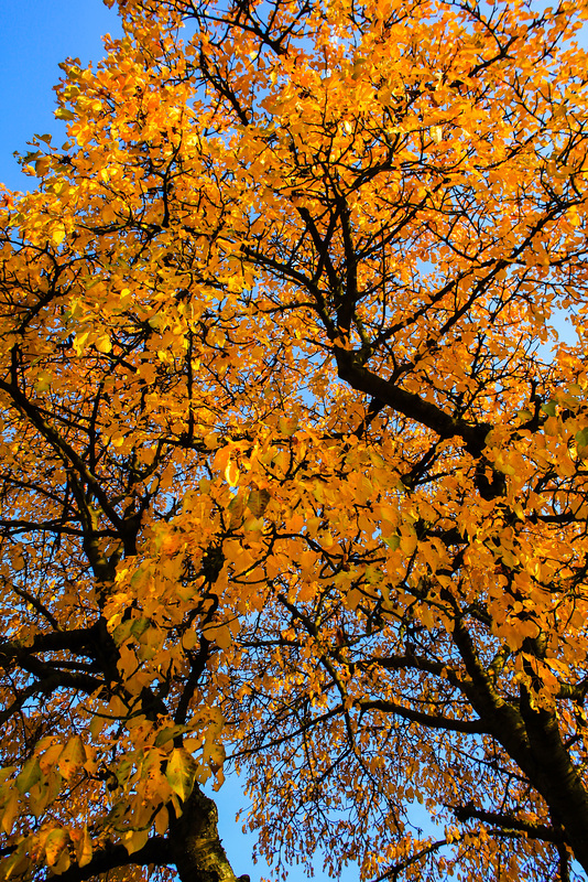 Memories of Autumn