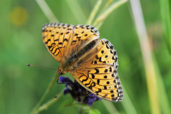 Dark Green Fritillary I