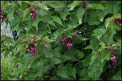 Leycesteria formosa- arbre aux faisans Leycesteria formosa- arbre aux faisans