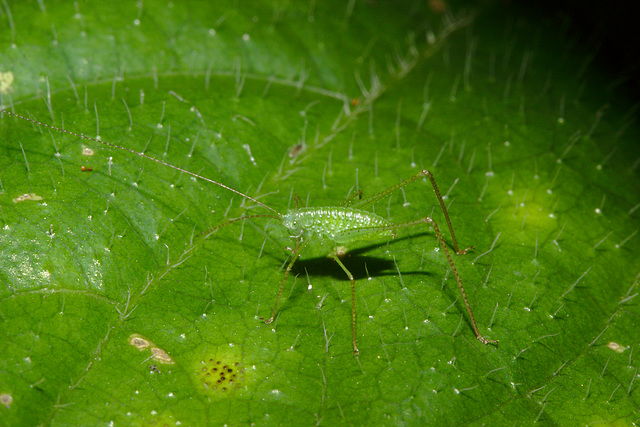 Cricket IMG_6877