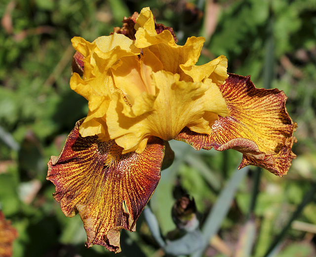 Iris Jitterbug (4)