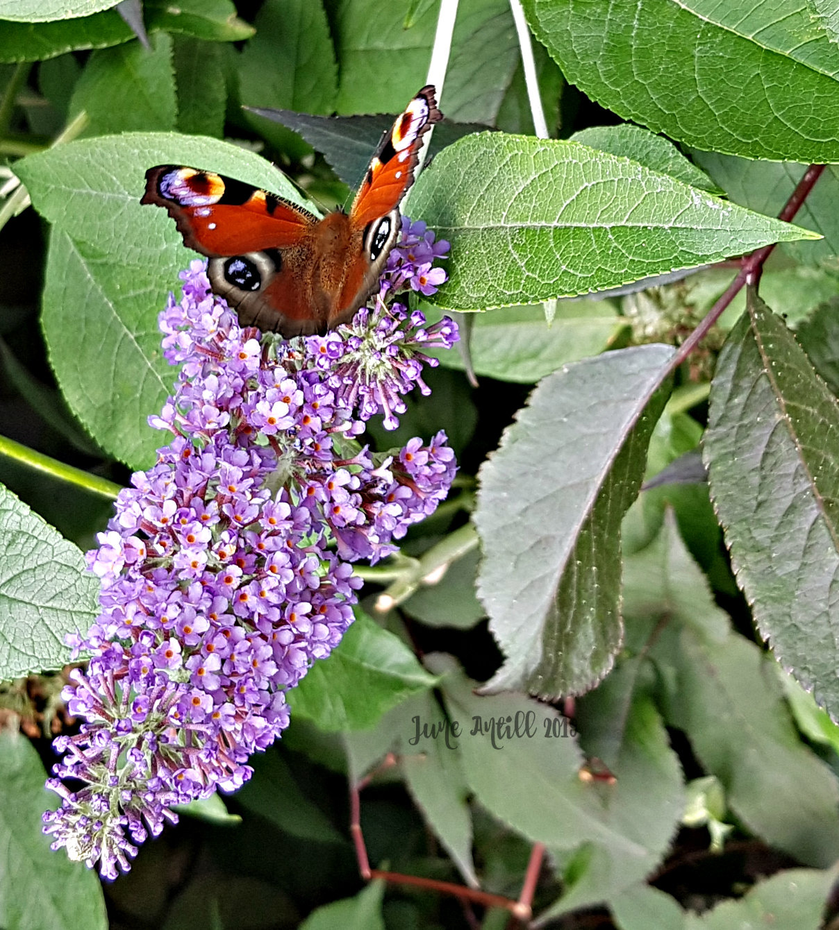 Peacock butterfly