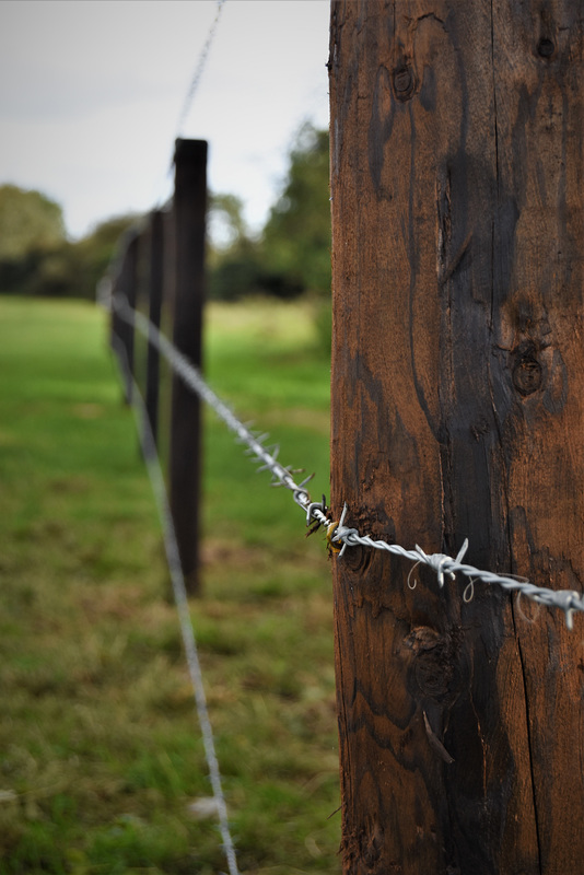 Fence posts