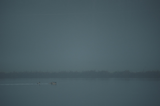 Ducks in the Mist