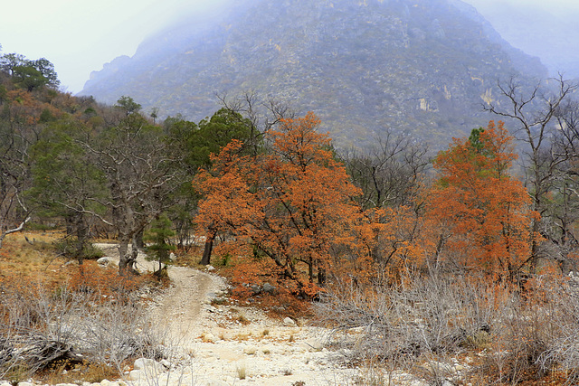 McKittrick Canyon