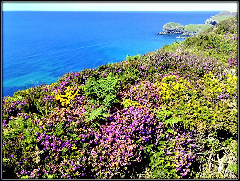 A splash of Cornish summer colour!