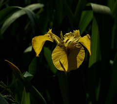 Yellow Flag Iris