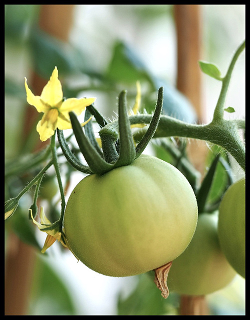 Trying to grow tomatoes.