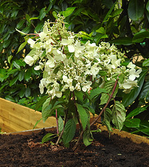 20220713 1466CPw [D~LIP] Rispenhortensie, Bad Saluflen