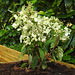 20220713 1466CPw [D~LIP] Rispenhortensie, Bad Saluflen