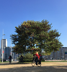 Vélos en ville