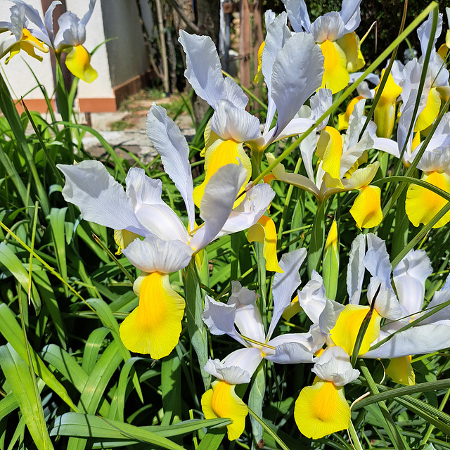 Schwertlilie (Iris)