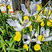 Schwertlilie (Iris)