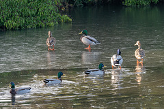 Mallard on Ice-DSZ8869