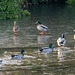 Mallard on Ice-DSZ8869