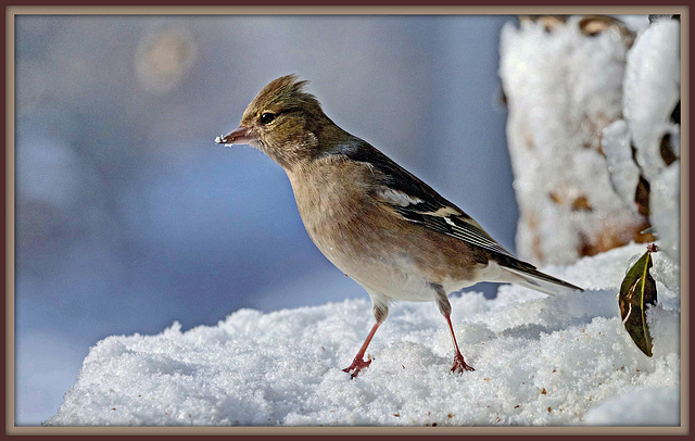 Fink auf Schnee