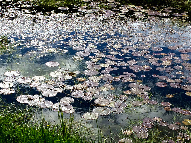 Water lilies - resuscitated...