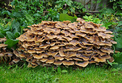 Probably Honey Fungus