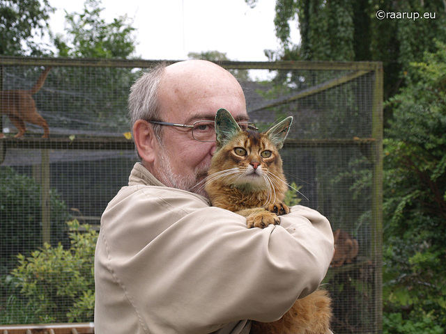 Rags at the cattery with his new tattoos