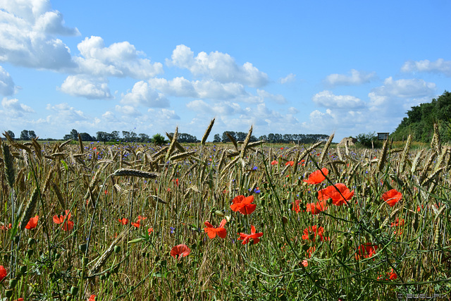 oberhalb der Küste (© Buelipix)