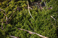 20170404 2727VRTw [D~MI] Gefranztes Torfmoos (Sphagnum fimbriatum), Großes Torfmoor, Hille