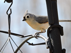 Tufted Titmouse