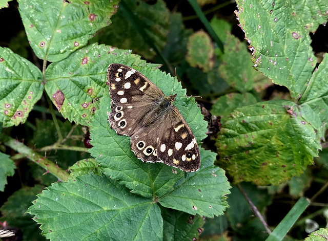 Speckled Wood Butterfly