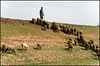 Sheep arrow