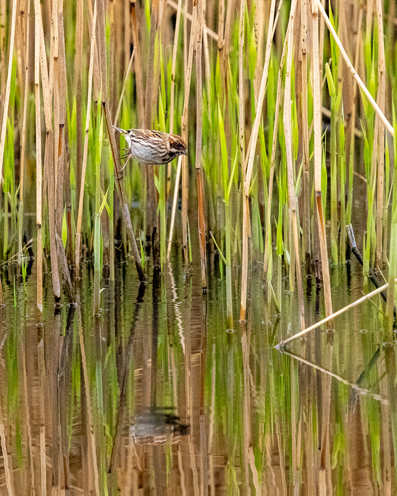 Reed bunting