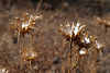 Centaurea ornata.