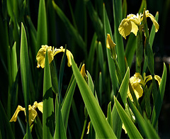 Yellow Flag Iris