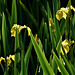 Yellow Flag Iris