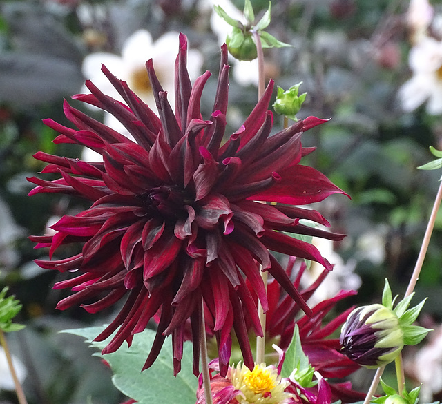 Red dahlia