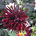 Red dahlia