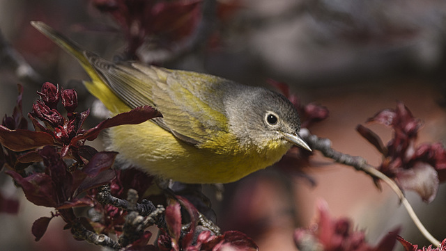 Nashville Warbler