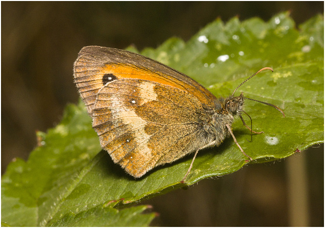 IMG 0482 Gatekeeper