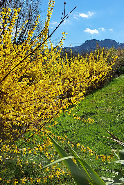 Forsythie (Forsythia × intermedia Zabel)