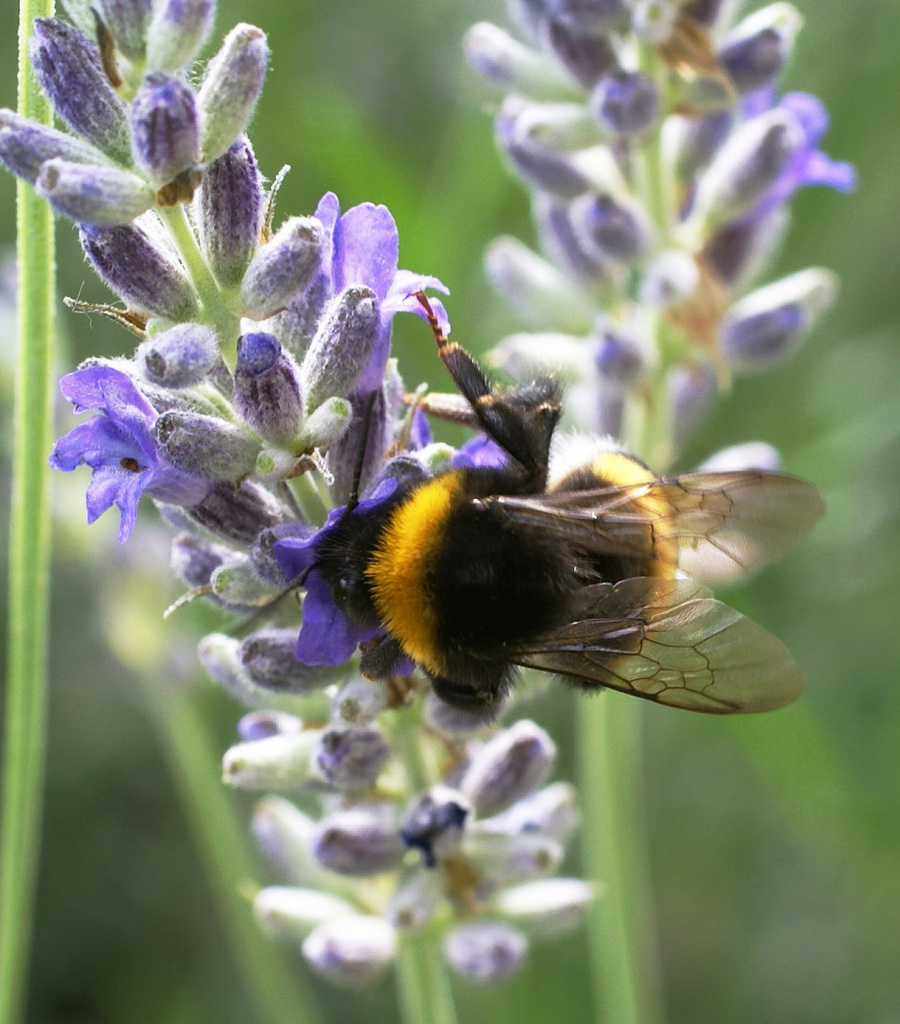 Erdhummel... ©UdoSm