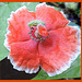 New Papaver