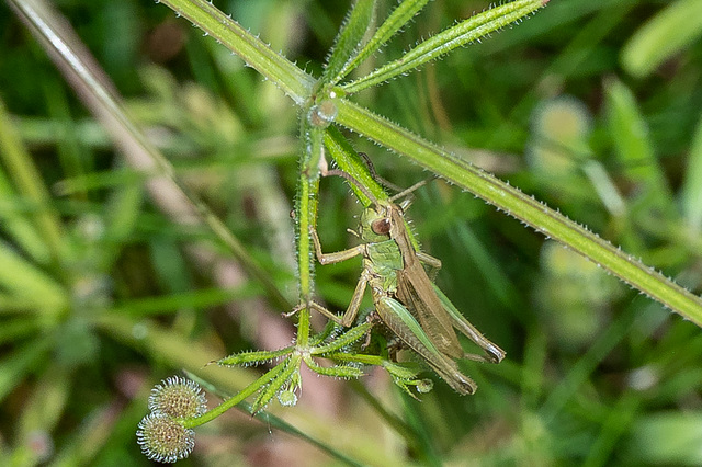 Meadow Grasshopper-DSZ5706