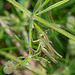 Meadow Grasshopper-DSZ5706