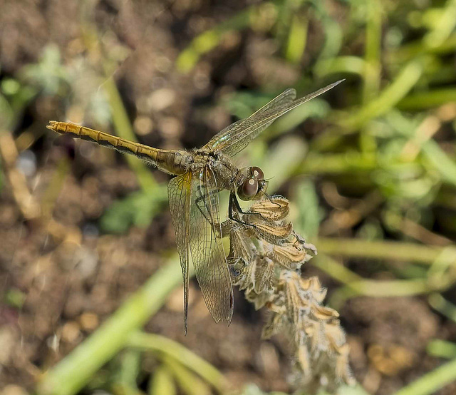 meadowhawk, perched 2