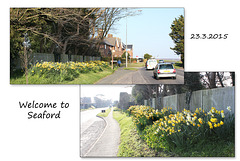Daffs welcome you to Seaford - 23.3.2015
