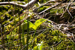 20170404 2728VRTw [D~MI] Drachenwurz (Calla palustris), Großes Torfmoor, Hille