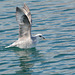 Svalbard, Van Mijenfjorden, Fulmar on Takeoff