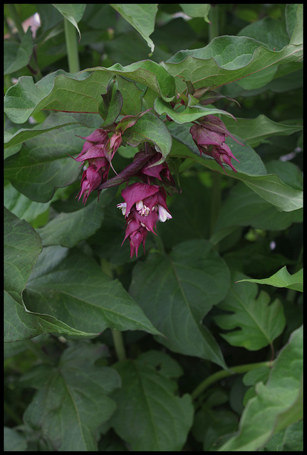 Leycesteria formosa- arbre aux faisans