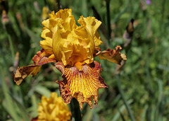 Iris 'Jitterbug'