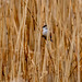 Bearded tit